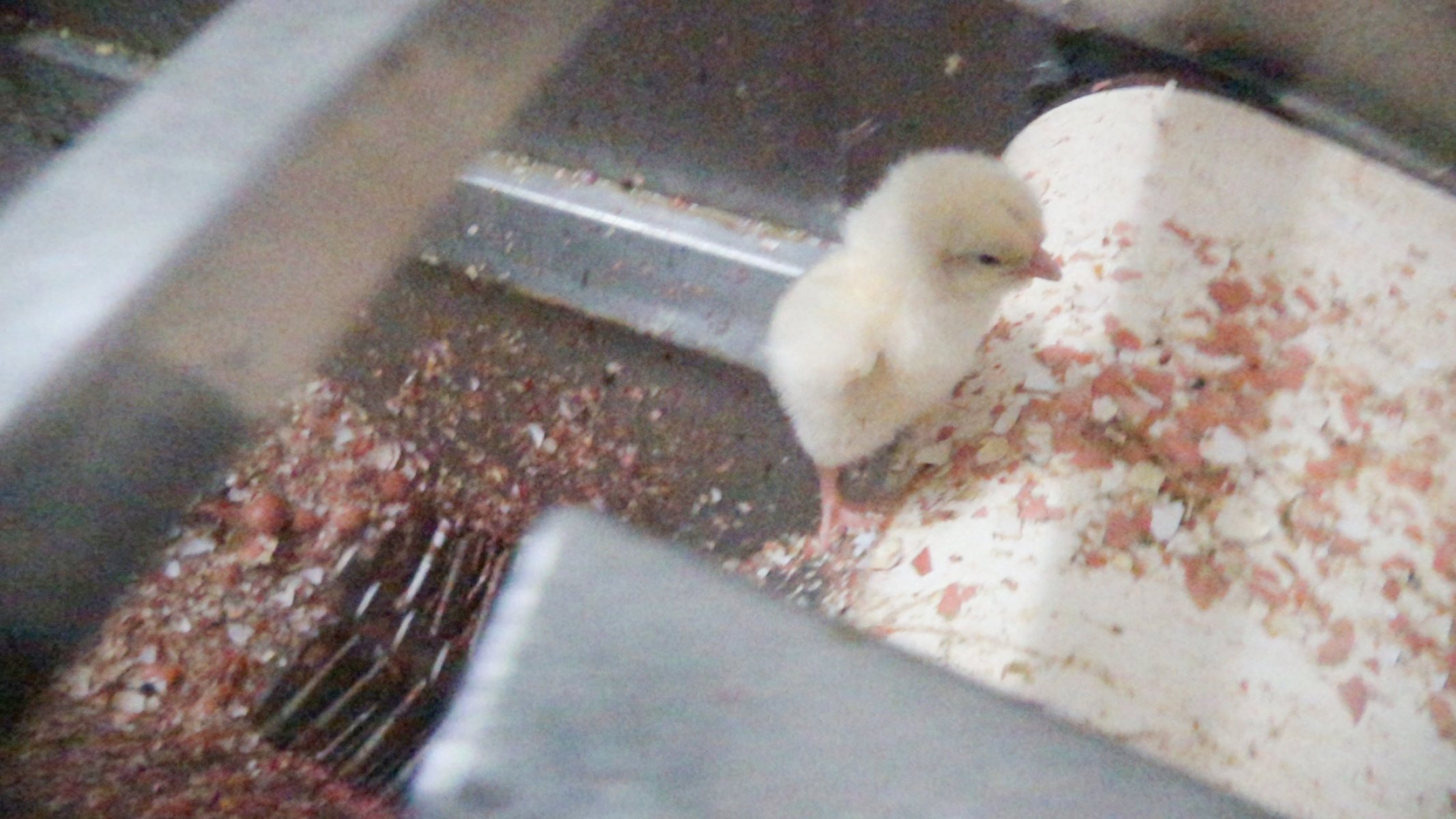 Knowledgebase Hatchery Farm Transparency Project Australian animal